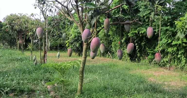 নওগাঁয় বাড়ছে বিদেশি জাতের আম চাষ